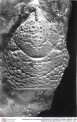 Historisches Foto von Gastrosacus tuberosiformus (Lörenthey in Lörenthey & Beurlen, 1929) (NHMW-AFW-GEO-BACHMAYER-FOTO-1990-0041-1442)